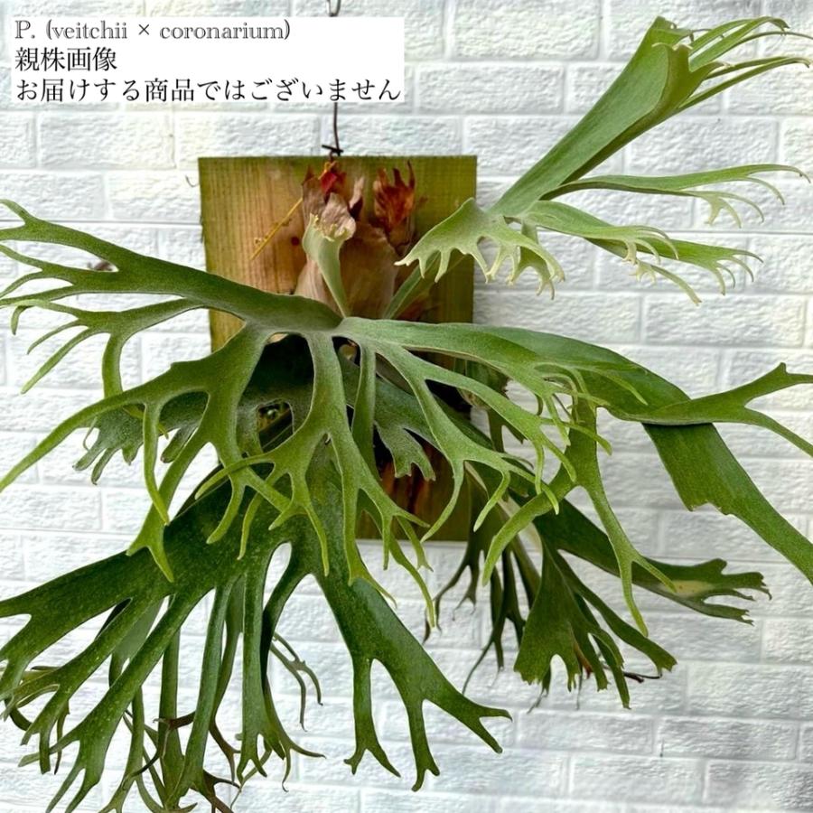 現品) ビカクシダ (ビーチー × コロナリウム) (TC) (No.41130