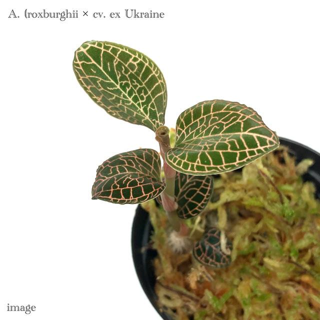 アネクトキルス 交配種 (ロクスバーギー × cv. ex ウクライナ