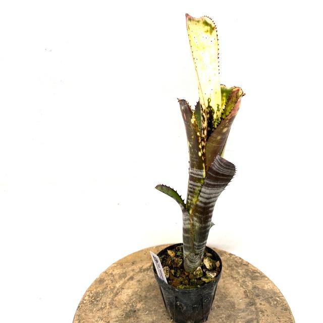 現品) ビルベルギア 'ミッドナイト サン' (No.62263) (観葉植物