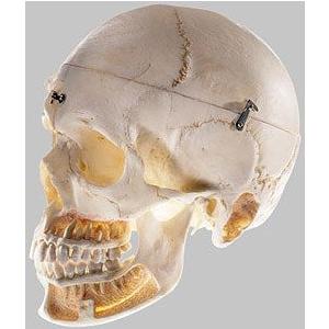ソムソ社 頭蓋骨分解模型（10分解） qs8_10 鍼灸 模型 : Shop de