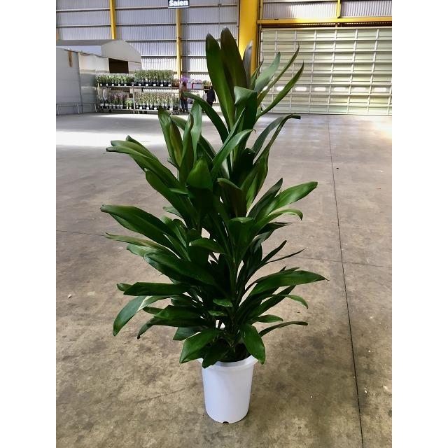 ドラセナ・グローカル 8号 観葉植物 コルディリネ 鉢植え 販売 苗 苗木