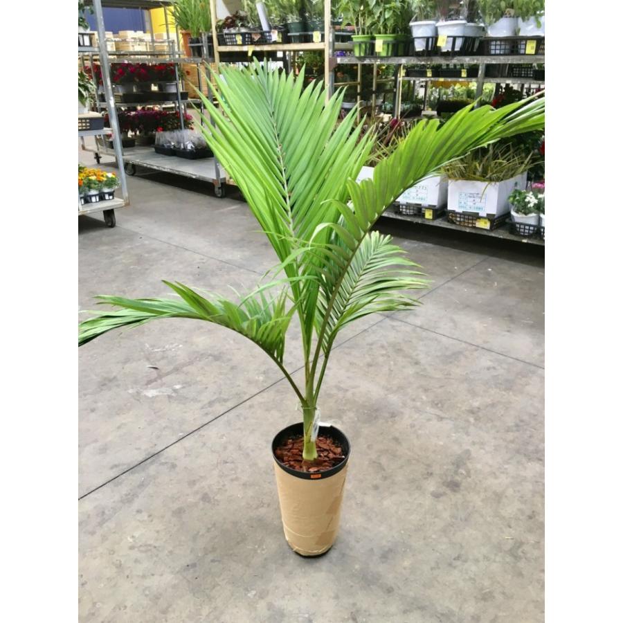 キングパーム 8号 ユスラヤシ ヤシ 観葉植物 インテリア 鉢植え