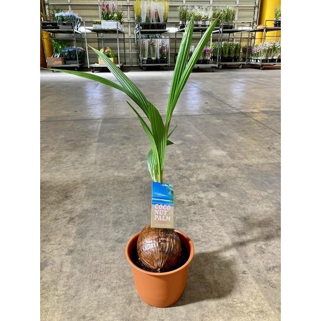 ココヤシ 7号 ヤシの木 観葉植物 ヤシの実 ヤシノミ 送料無料 ココナツ