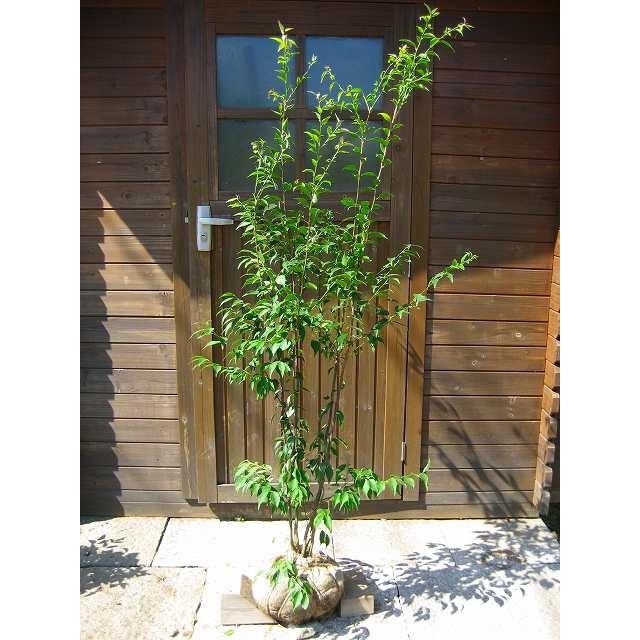 ハイノキ 株立 樹高1.2m前後 露地苗 シンボルツリー 常緑樹 : ガーデン