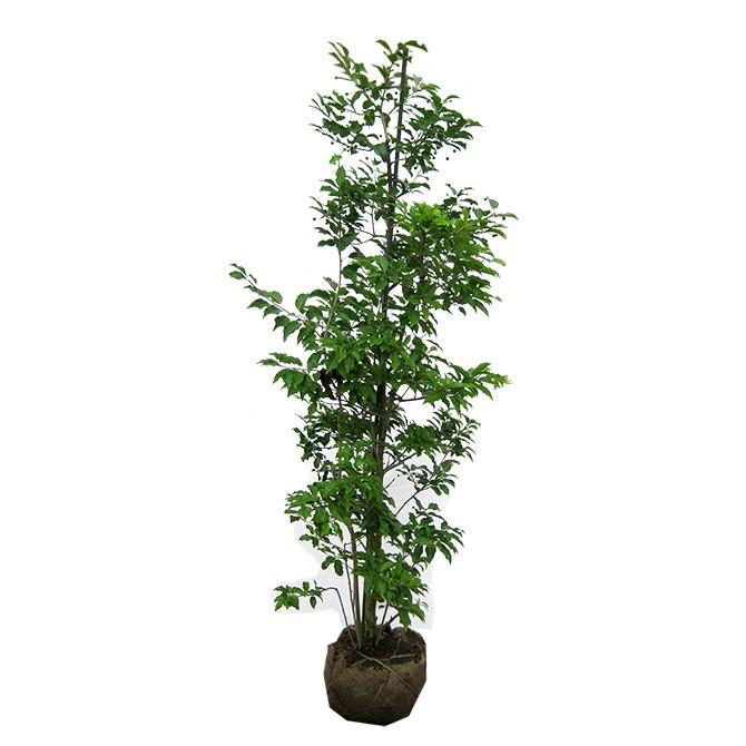 ソヨゴ 株立 樹高1.8m前後 露地苗 シンボルツリー 常緑樹 : ガーデン