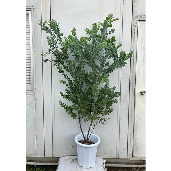 現品発送・送料無料》パールアカシア 樹高1.5m（鉢含まず）12【鉢植え