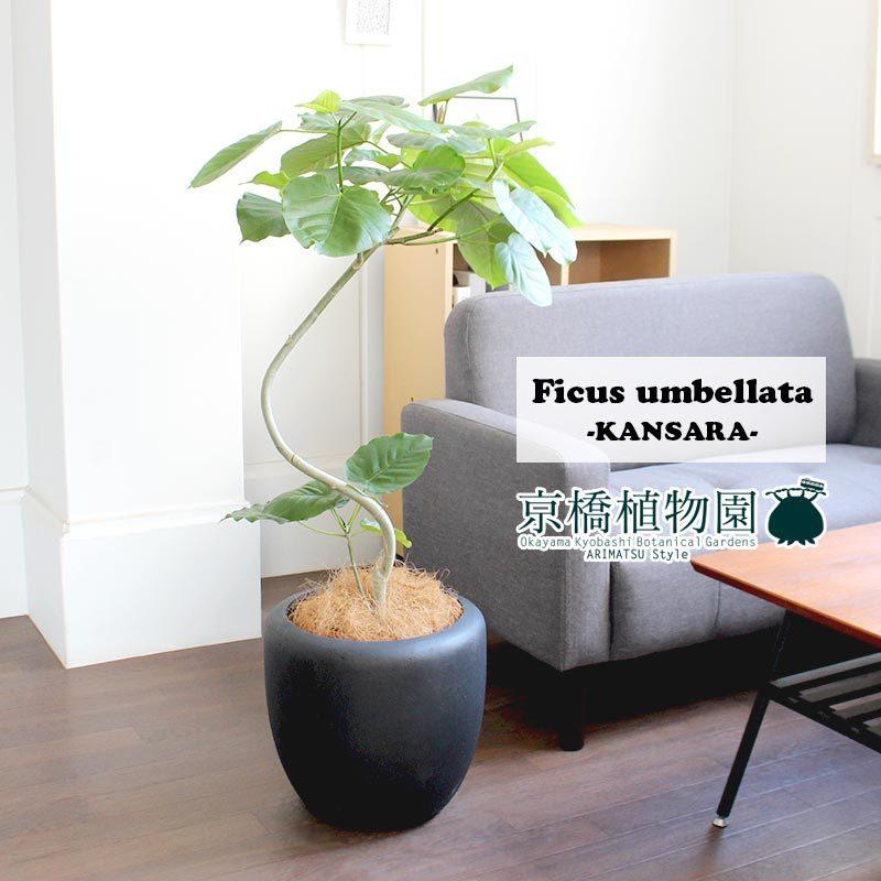 フィカス・ウンベラータ 曲がり 7号【カンサラ鉢カバー付き/ブラック