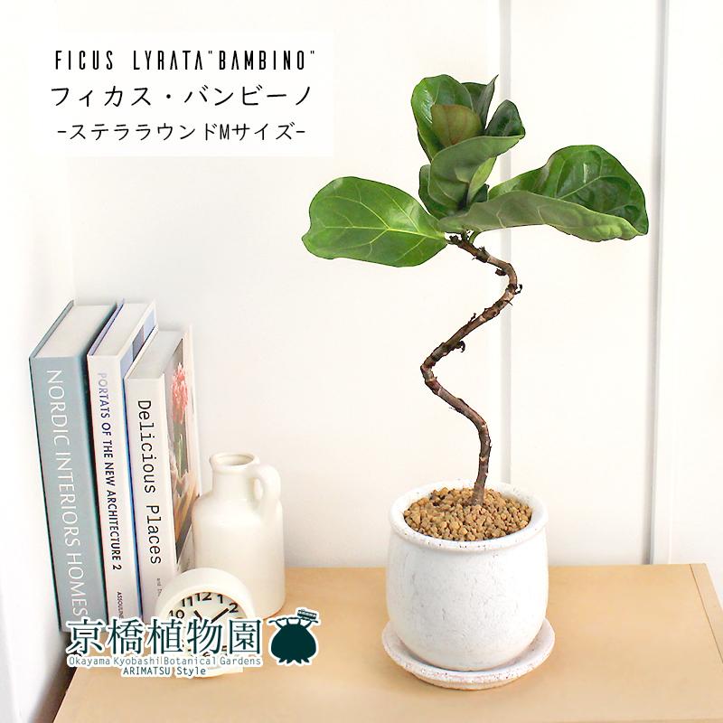 カシワバゴムノキ バンビーノ 曲がり【ステララウンドM/受け皿付き