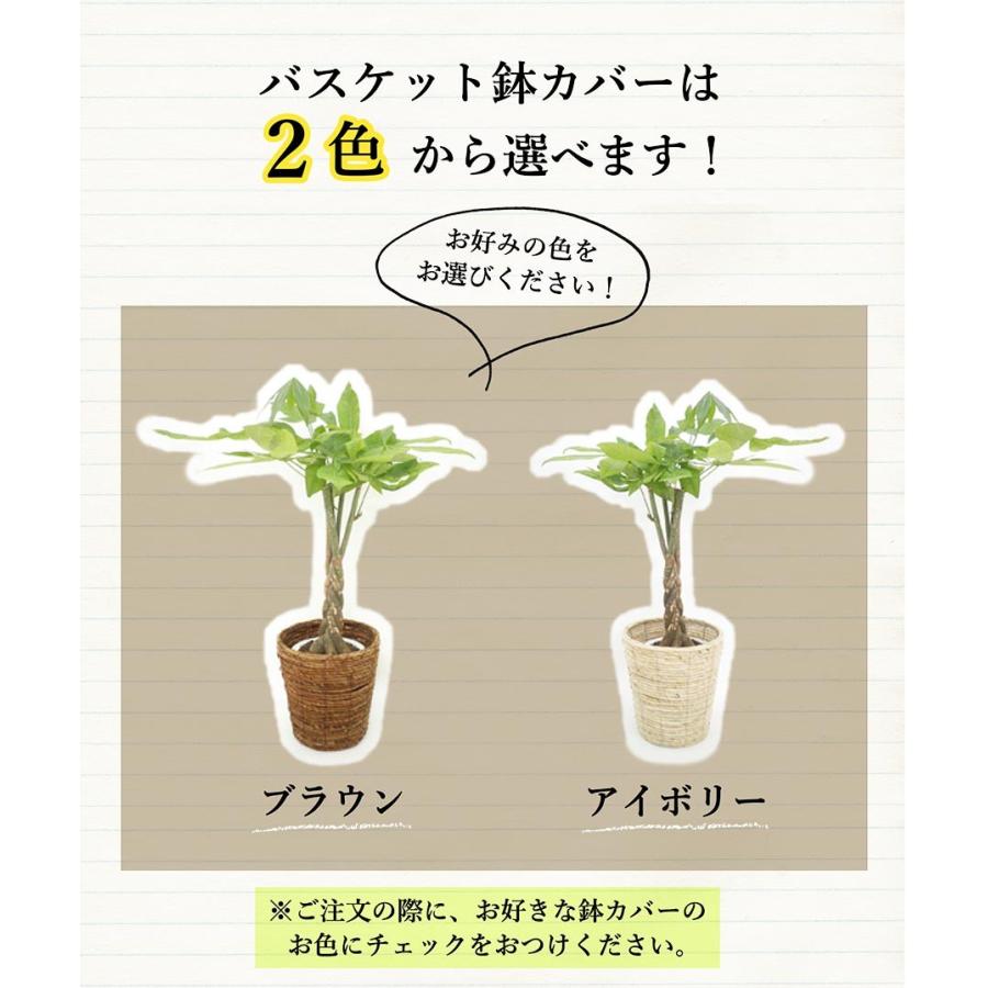 パキラ（6号）色が選べる鉢カバー付き : 花のアリマツ Yahoo!店 - 通販
