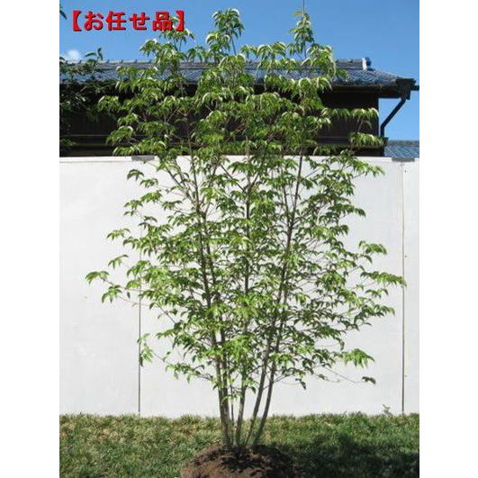 ヤマボウシ 本株立ち 樹高2.0m前後(根鉢含まず) シンボルツリー 白花