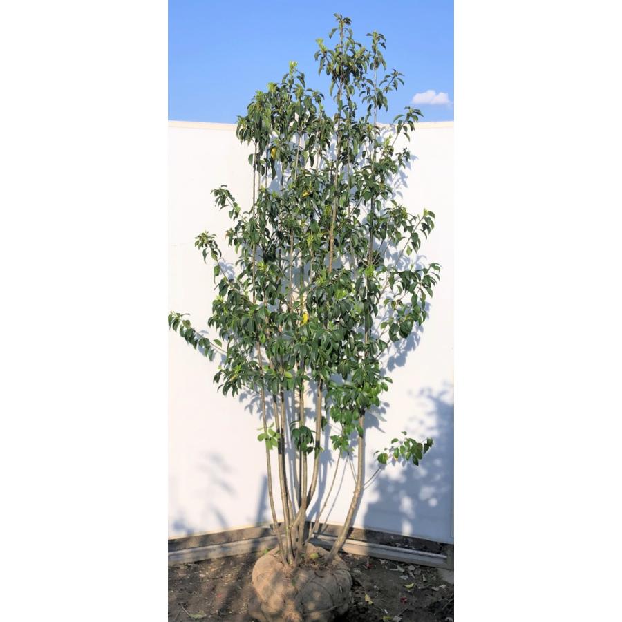 ソヨゴの木 6本株立ち 約2.3m 現品発送 特大株 植木苗木 赤い実が成る