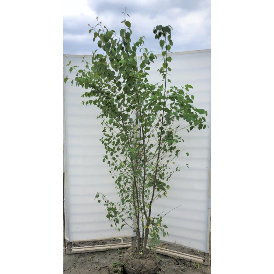 桂 カツラの木 5本株立ち 約2.1m 現品発送 特大株 大苗植木苗木