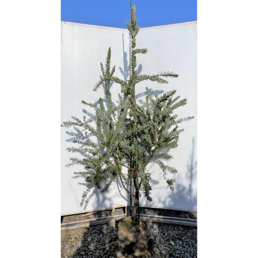 コベニーアカシア ブルーブッシュ 約2m 現品発送 特大株 植木苗木