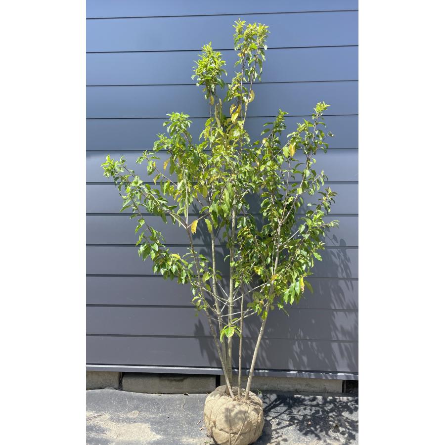 ソヨゴの木 5本株立ち 約2.1m 現品発送 特大株 植木苗木 赤い実が成る