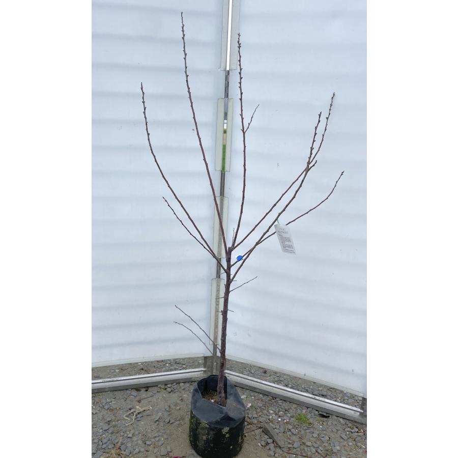 スモモの木 ハリウッド 約1.6m 現品発送 特大株 プラムの木 植木 苗木