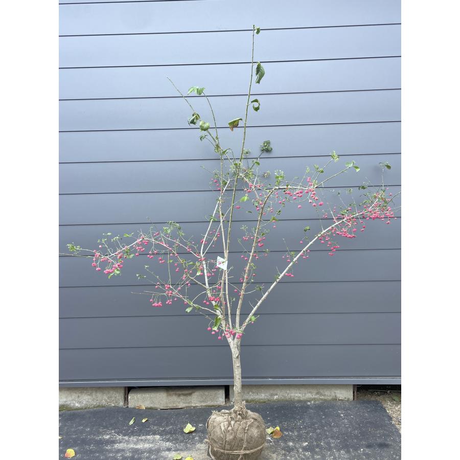 マユミ 約2m 現品発送 特大株 植木苗木 ピンクのツリバナマユミ