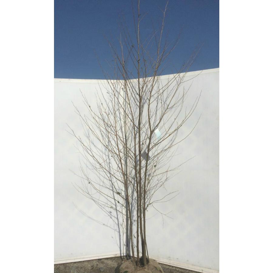 エゴの木 株立ち 約2m エゴノキ 美樹形株 規格販売 特大株 植木 苗木