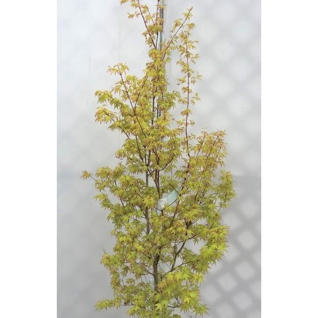 桂モミジ カツラモミジ 約2m 大株植木苗木 桂紅葉 オレンジ色の新芽が