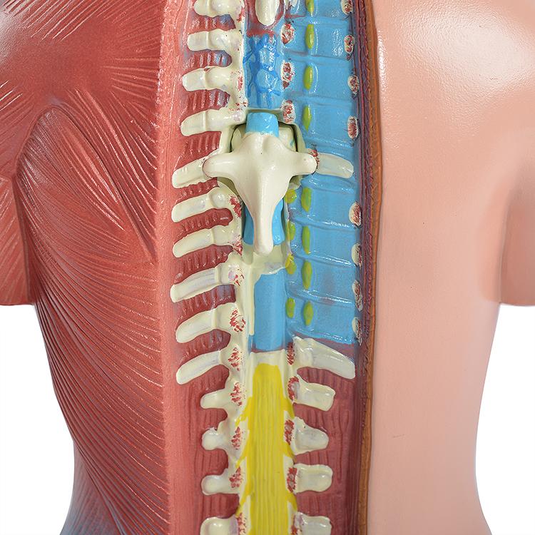 ユニセックス人体模型GX-205 お腹の見える人体模型46cm 23パーツ