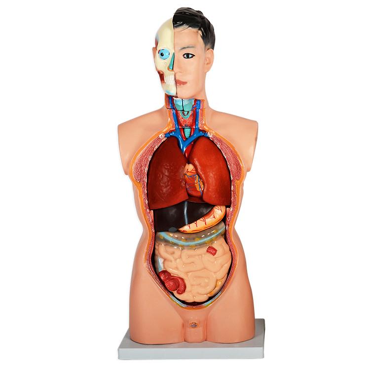 内蔵模型 人体模型85cm 男性 GX-201パーツ取り外し可 JK-2994Y : 株式