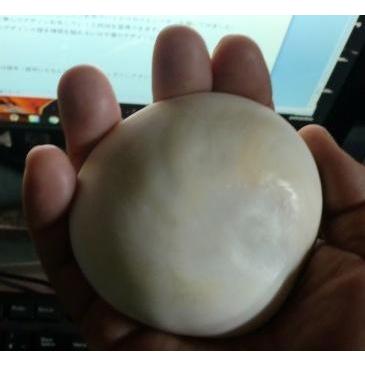 夜光貝大サイズの蓋12個セット : 夜光貝と海洋深層水調合液販売