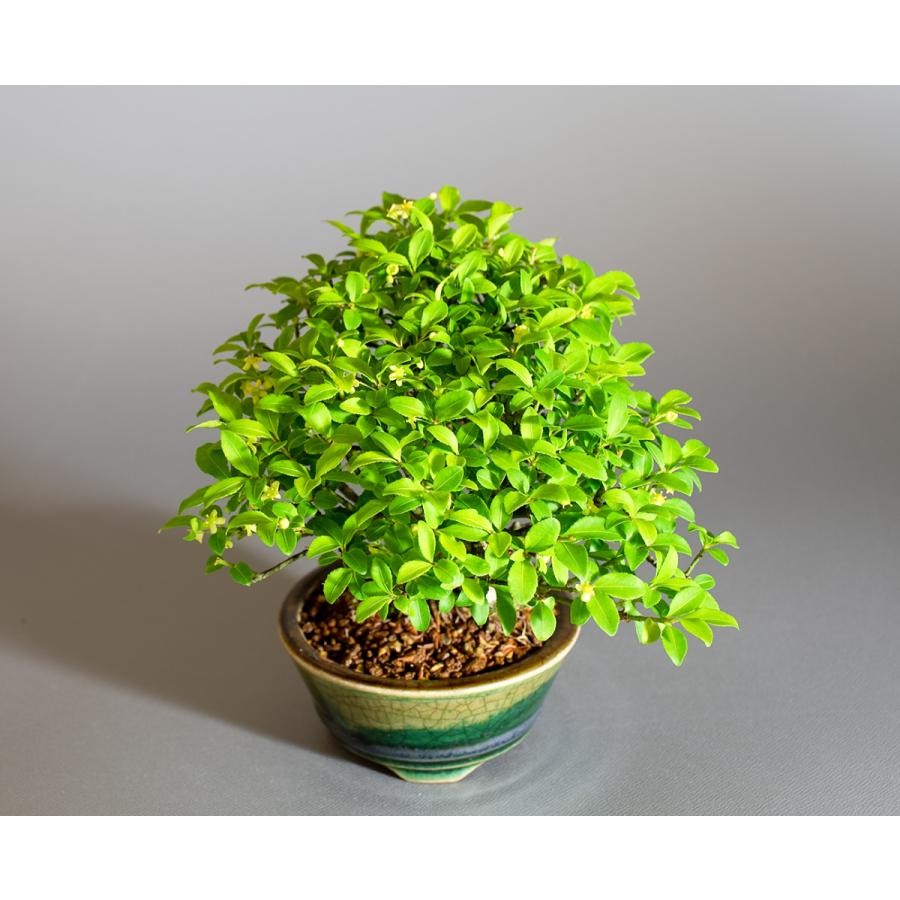 盆栽 コマユミ盆栽（こまゆみ・ミニ 小葉性小真弓盆栽）小品盆栽 4238