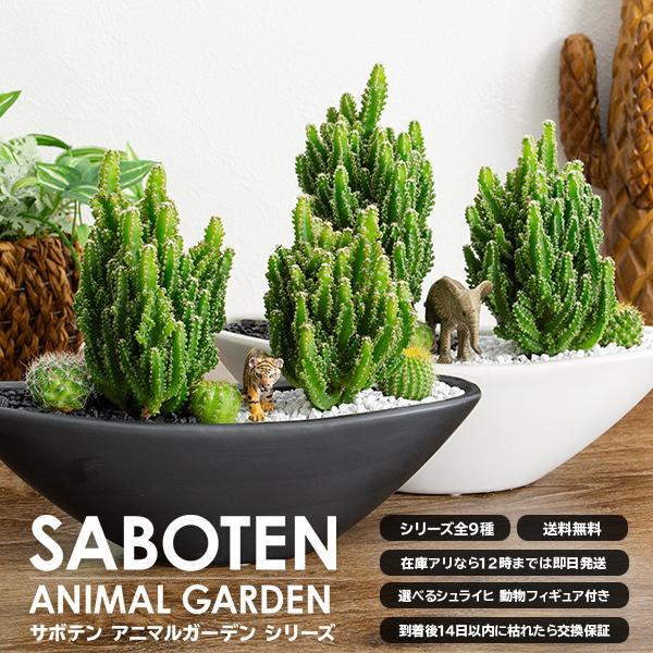 多肉植物 サボテン トゲなし 寄せ植え 舟形大タイプ 選べる動物