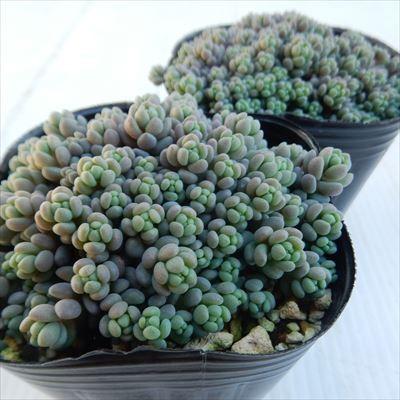 日本花キ流通 多肉植物 seセダム 大型姫星美人 ダシフィルム