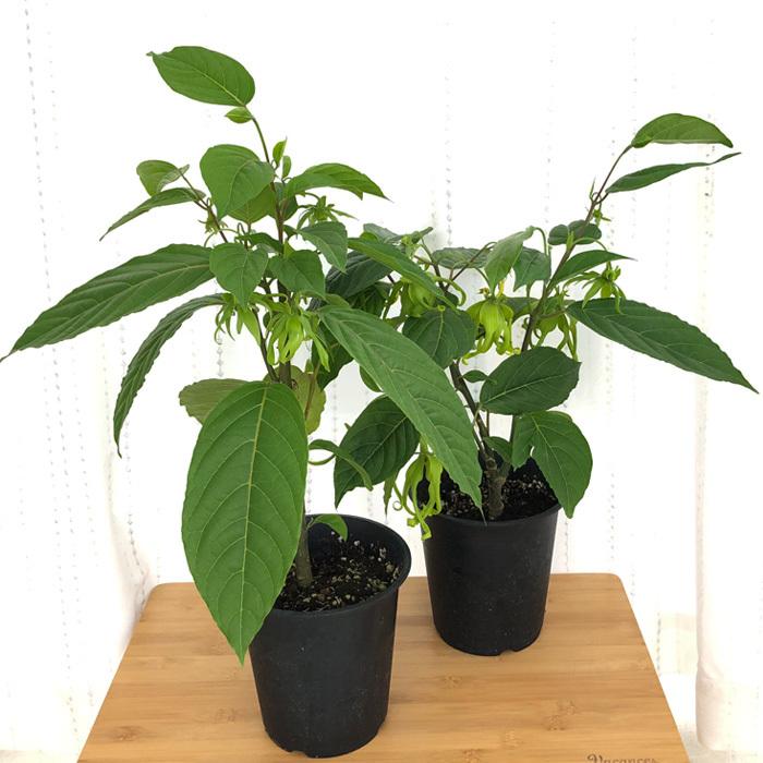 日本花キ流通 イランイラン 5号鉢 香水 フレグランス 熱帯植物 苗木