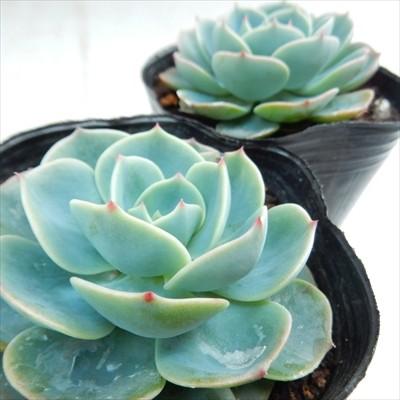 日本花キ流通 多肉植物 caエケベリア 七福神 多肉植物 エケベリア 9cm