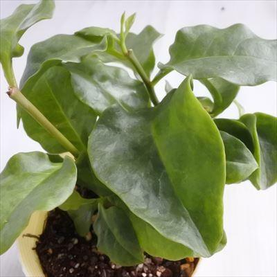 日本花キ流通 おかわかめ苗 宮古島オカワカメ 10.5cmポット オカワカメ