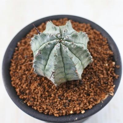 日本花キ流通 多肉植物 osユーフォルビア ゲンコツホリダ おもしろ多肉