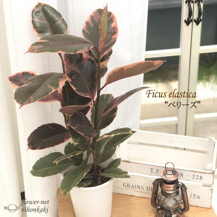 日本花キ流通 予約販売 観葉植物 フィカス ベリーズ ゴムの木 6号鉢 赤