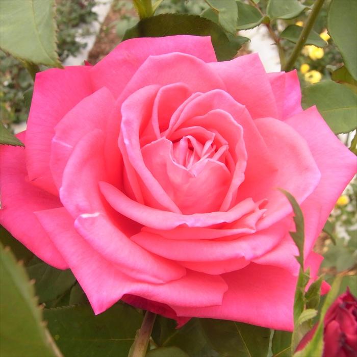 日本花キ流通 予約販売 バラ 苗 バラ 新苗 大輪 ファーストプライズ