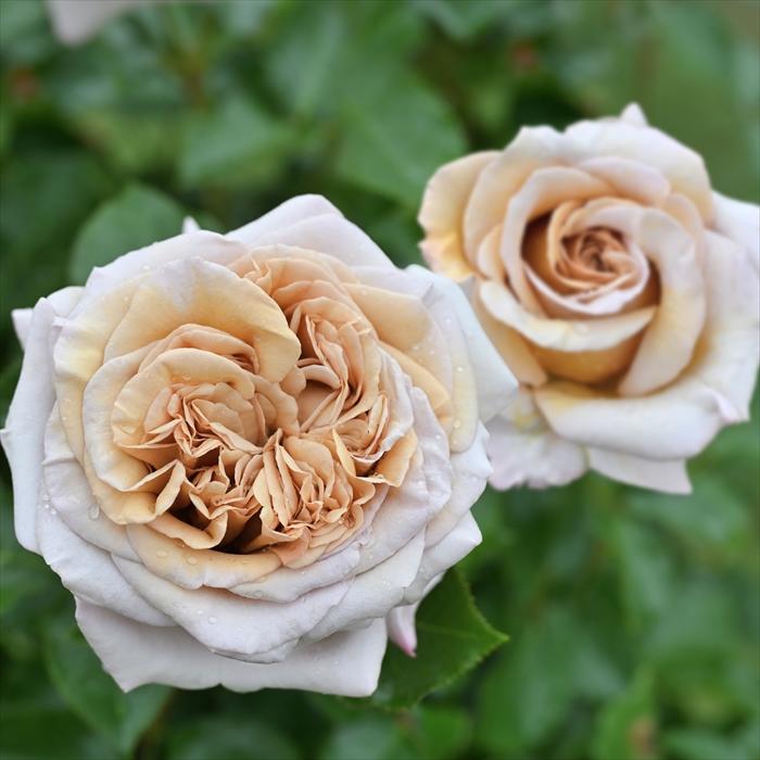 予約販売 バラ苗 バラ大苗 デルバール ラリデガゼル 品種登録出願中