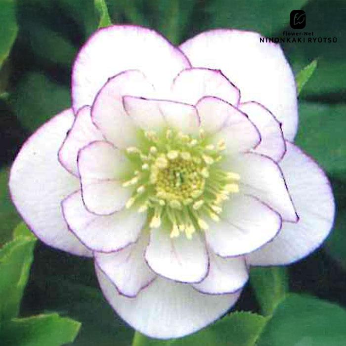 クリスマスローズ苗 ダブル 糸ピコティ 杉山交配 9cmポット 宿根草