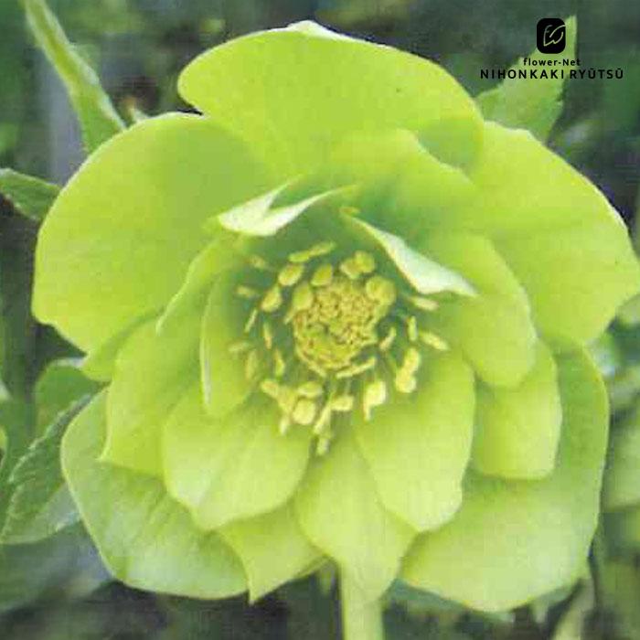 クリスマスローズ苗 開花見込大株 ダブルグリーン 杉山交配 12cmポット