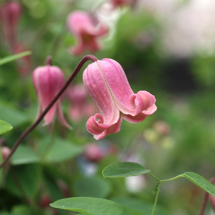 予約販売 クレマチス 苗 ソネット ヴィオルナ系 杉本さんのクレマチス