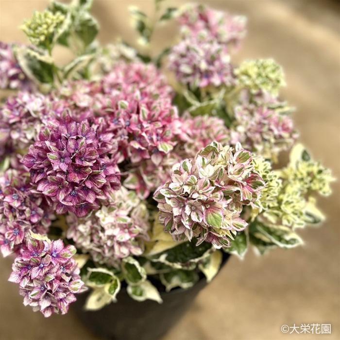 アジサイ カラフルランジア スパイスno.1 9cmポット 斑入り 大栄花園