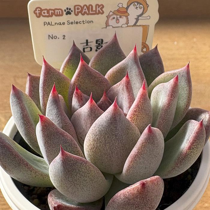 多肉植物 PAL nae セレクション No.002 吉影 パルクさん苗 送料無料