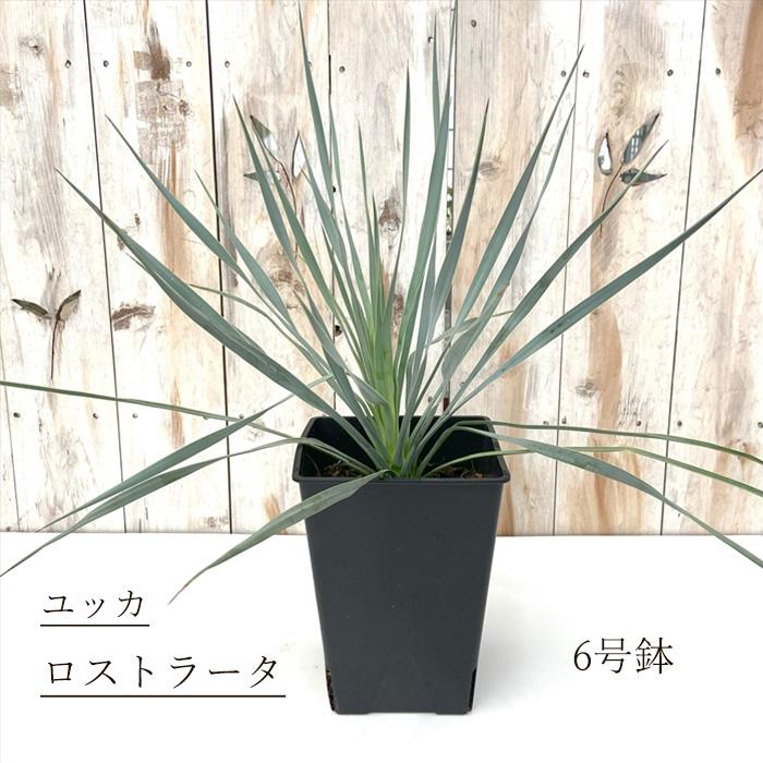 日本花キ流通 観葉植物 ユッカ ロストラータ 6号鉢 希少 送料無料 観葉