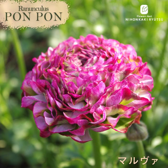 日本花キ流通 ラナンキュラス ポンポンシリーズ 苗 ポンポン マルヴァ