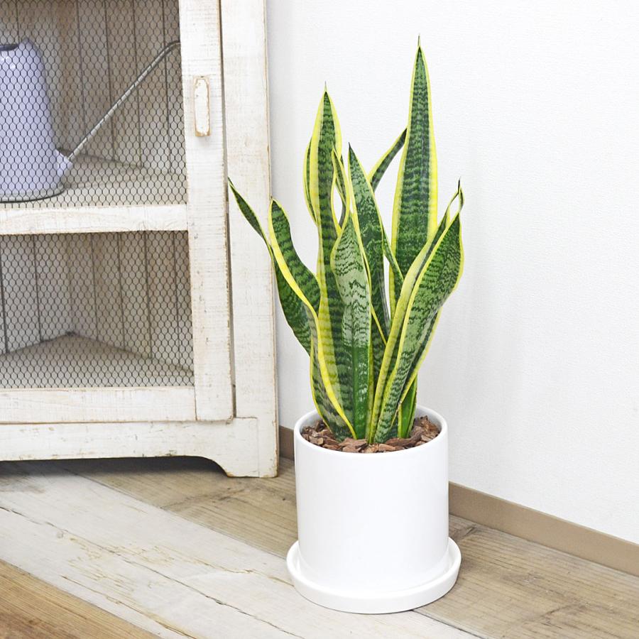 観葉植物 サンスベリア サンセベリア ローレンティ トラの尾 陶器