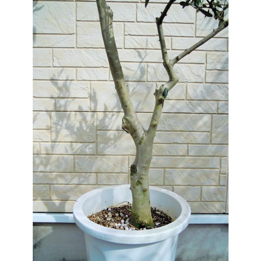 オリーブ 鉢植え 10号（546:ルッカ）創樹ブランド シンボルツリー