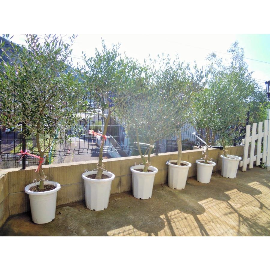 オリーブ 鉢植え 10号（546:ルッカ）創樹ブランド シンボルツリー