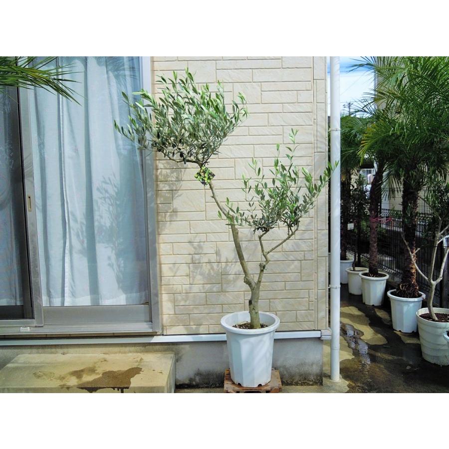 オリーブ 鉢植え 10号（546:ルッカ）創樹ブランド シンボルツリー