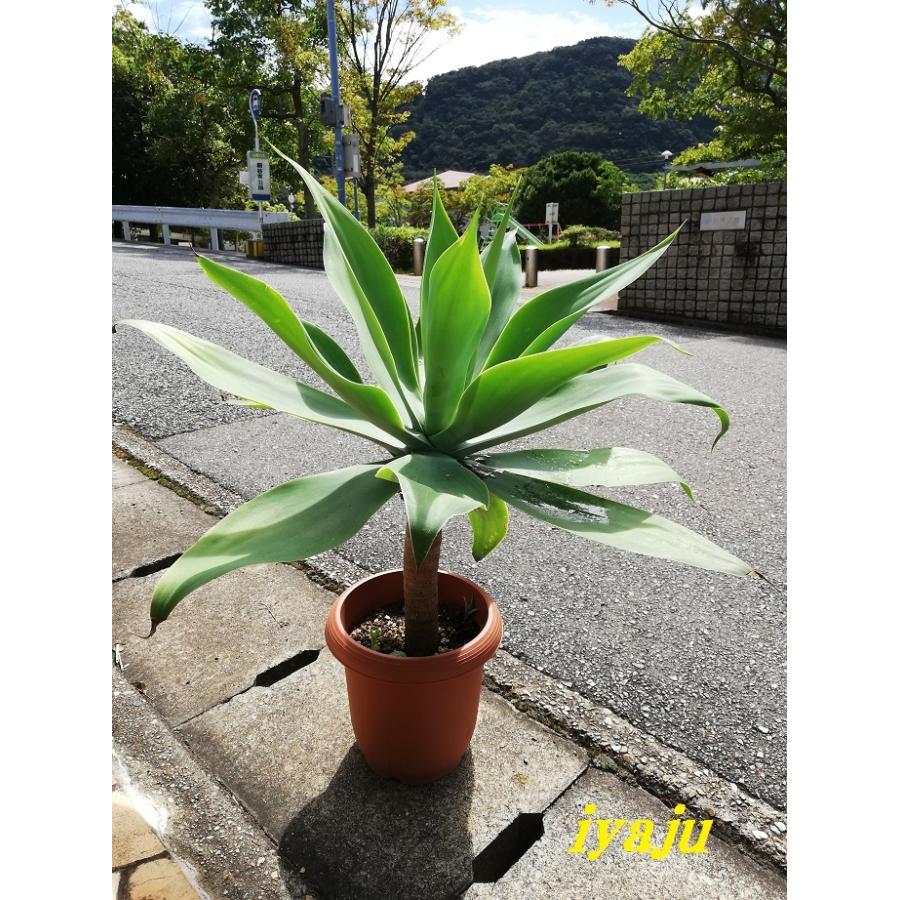 アガベ アテナータ 8号（0015） オシャレな観葉植物 多肉植物 新築祝い