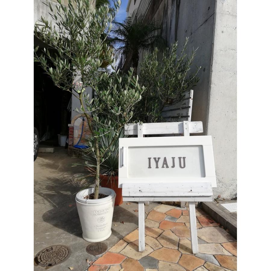 ビロウヤシ 8号 耐寒性ヤシ オシャレな観葉植物 ドライガーデン 新築