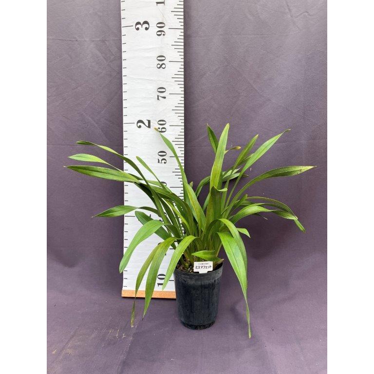 ミスマフェット 花芽5芽以上 : 日本ライン花木センターYahoo!ショップ