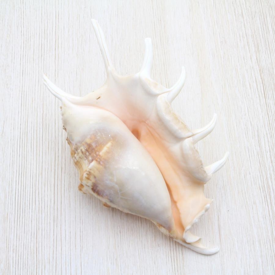 クモガイ 貝殻 約13〜15cm 標本 インテリア 天然 コレクション 観賞用